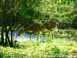 Deer Fawn Grazing in Montauk