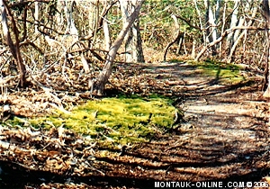 Seal haulout trail - Montauk, NY