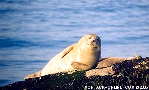 Seals on Seal Rock at Montauk Point