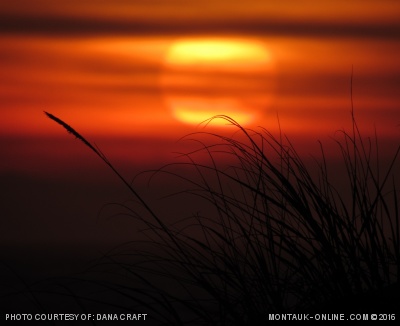 Spectacular sunset through beach grass in Montauk, NY