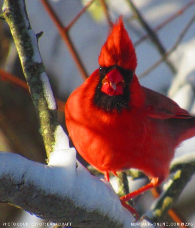 Cardinal sitting on branch in Montauk, NY